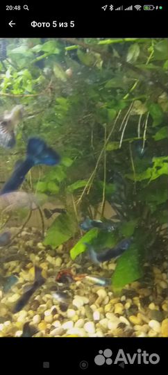 Аквариумные рыбки