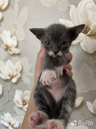 Котенок помесь сфинкс