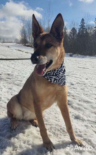 Собака в добрые руки