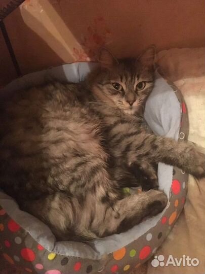 Кошка (кошечка в добрые руки)