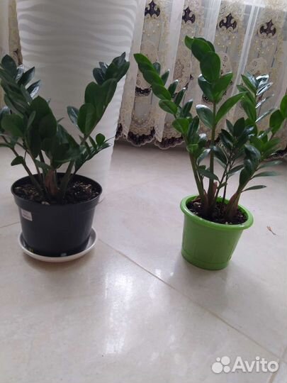 Замиокулькас. Денежное дерево. Бугенвилия