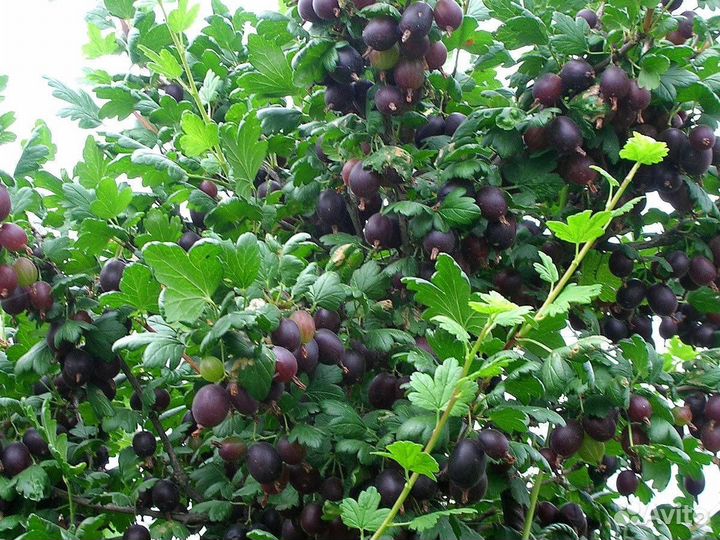 Крыжовник без шипов