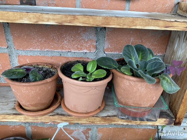 Герани, фиалки, суккуленты