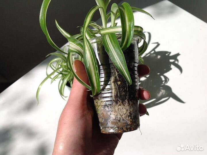 Хлорофитум Бонни Комнатные растения