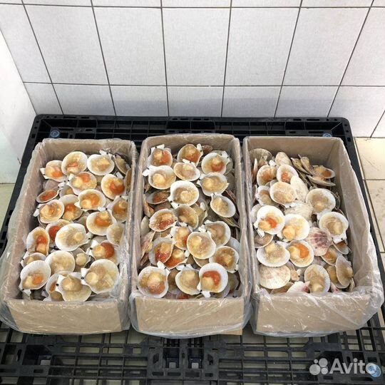 Гребешок на полустворке