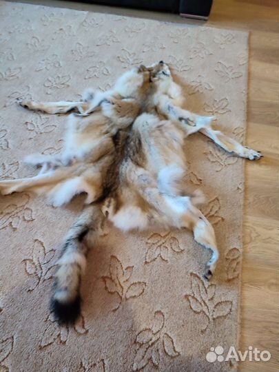 Шкура волка
