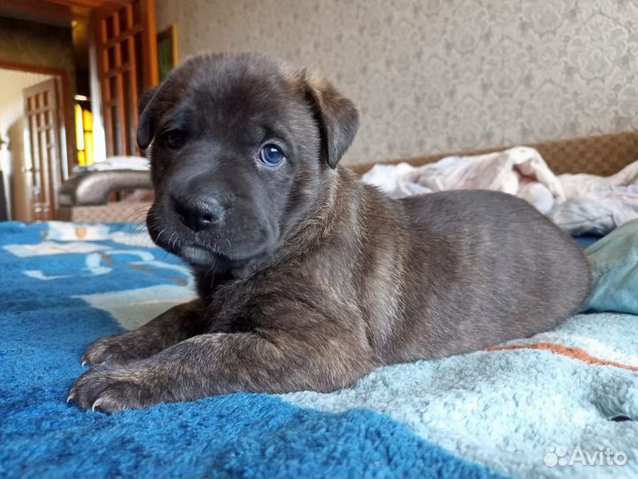 Питбультерьер