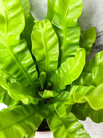 Асплениум диаметр 12 см