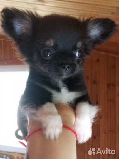 Чихуахуа.Мини мини мальчик