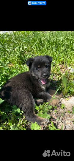 Щенок в добрые руки