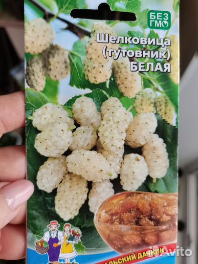 Шелковица рассада