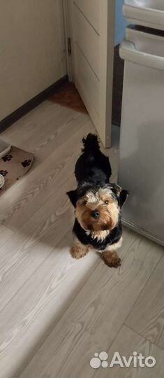 Вязка Йорк Бивер стандарт 10кг