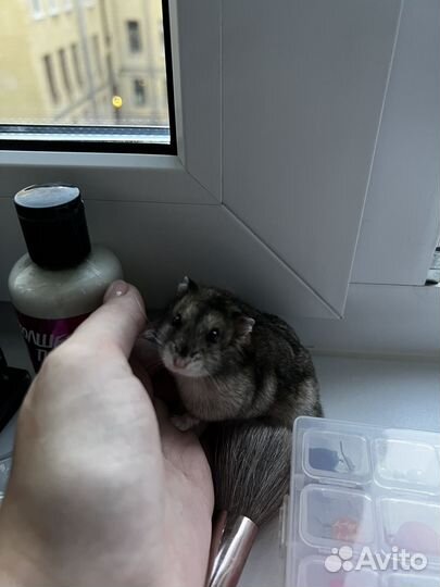 Джунгарский хомяк бесплатно