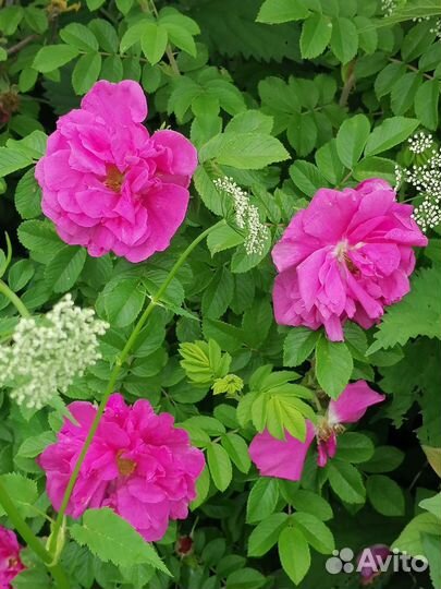 Роза Ругоза саженцы