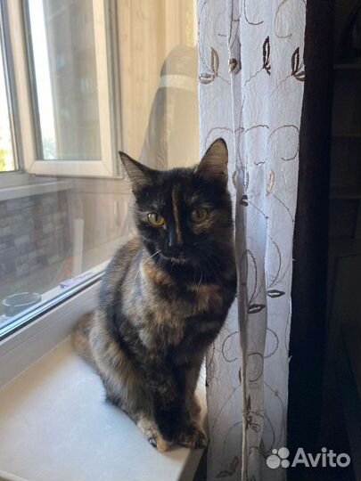 Кошка бесплатно