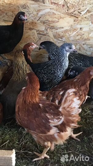 Курочки молодки, несушки