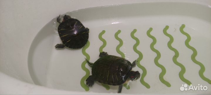 Красноухая черепаха с аквариумом