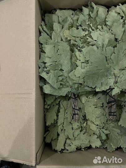 Дубовый веник для бани