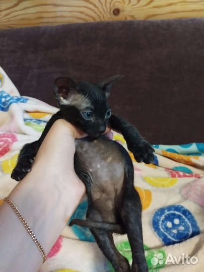 Котята сфинкс