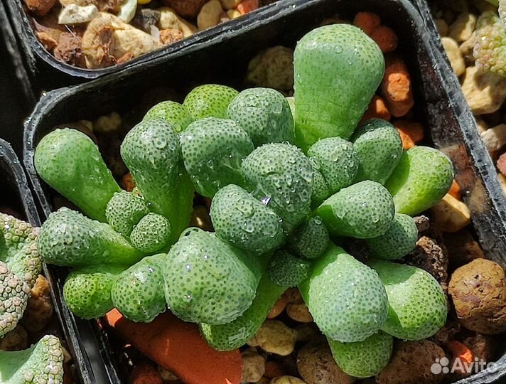 Titanopsis & Aloinopsis