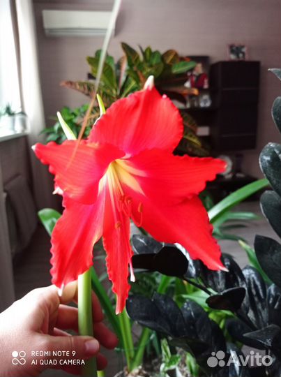 Гиппеаструм детки