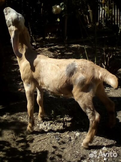 Англо нубийские козлята