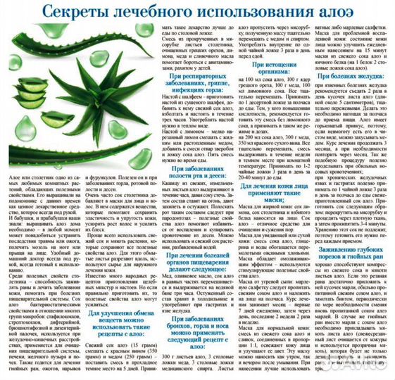 Алоэ вера