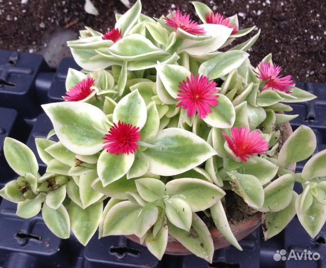 Аптения вариегатная