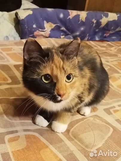 Котёнок