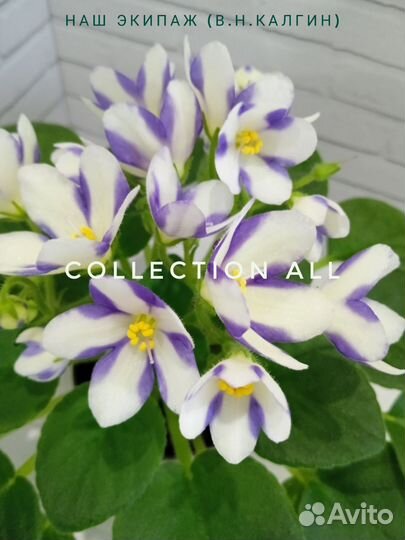 Сортовые фиалки цветущие