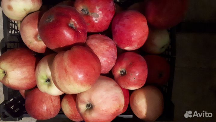 Яблоки