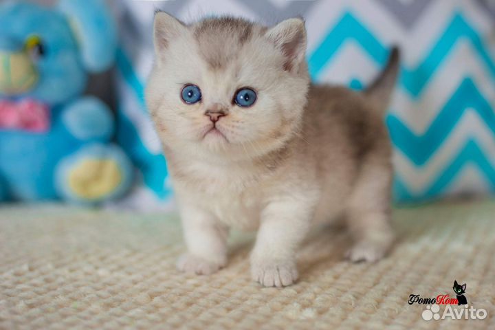 Британский миленький котик