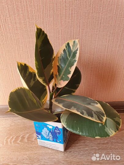 Комнатные растения, Фикус