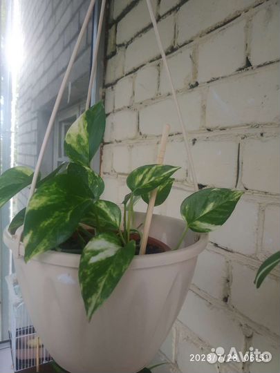 Комнатные цветы