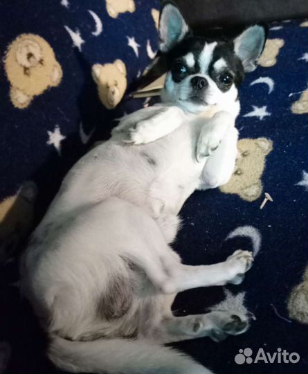 Приглашаем для вязки