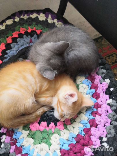 Кошки в добрые руки