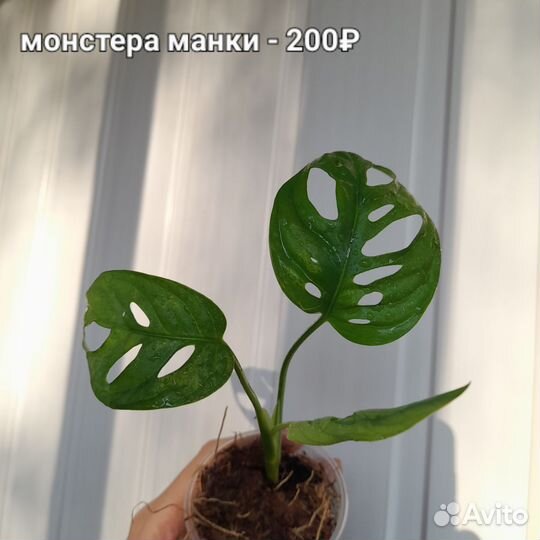 Филодендрон Сканденс бразил, Эпипремнум N-joy