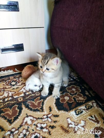 Шотландская кошечка