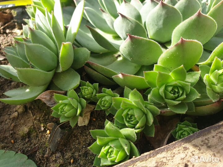 Молодило каменная роза