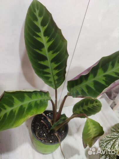 Маранты и др.ком растения