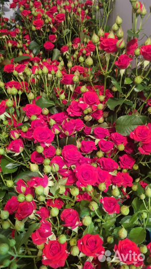 Куставая роза