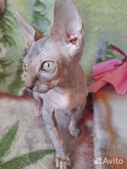 Канадский сфинкс котенок