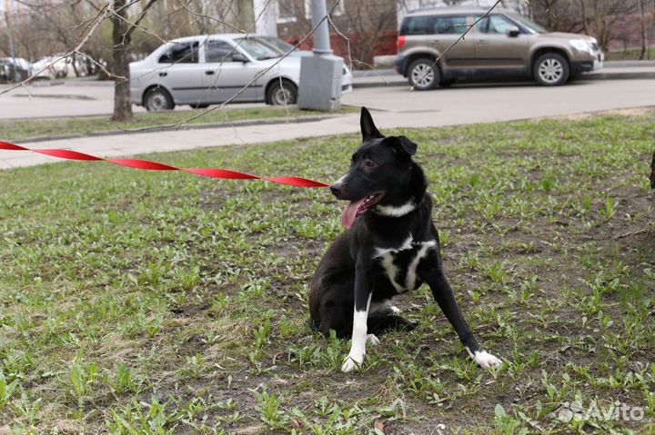 Собака в добрые руки