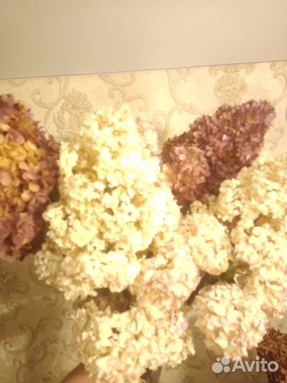 Сухоцветы для творчества гортензия