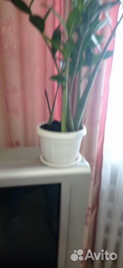 Замиокулькас