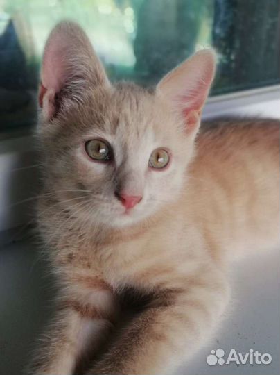 Котенок мальчик в добрые руки