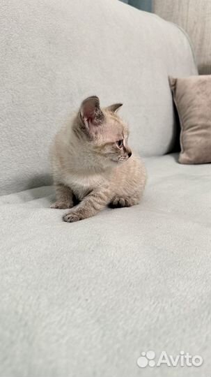 Котенок умный ручной 2 мес