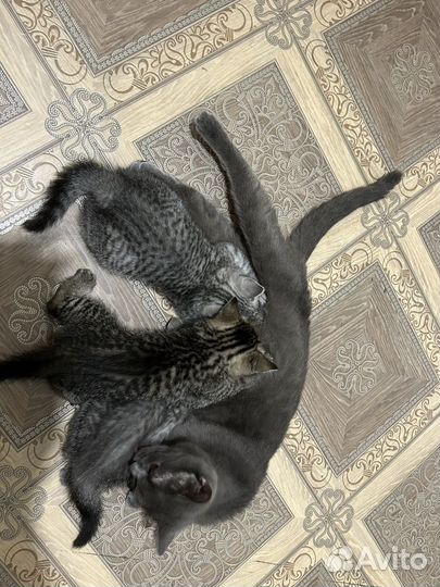 Британские котята