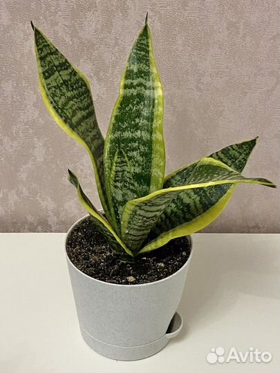 Цветок Сансевиерия