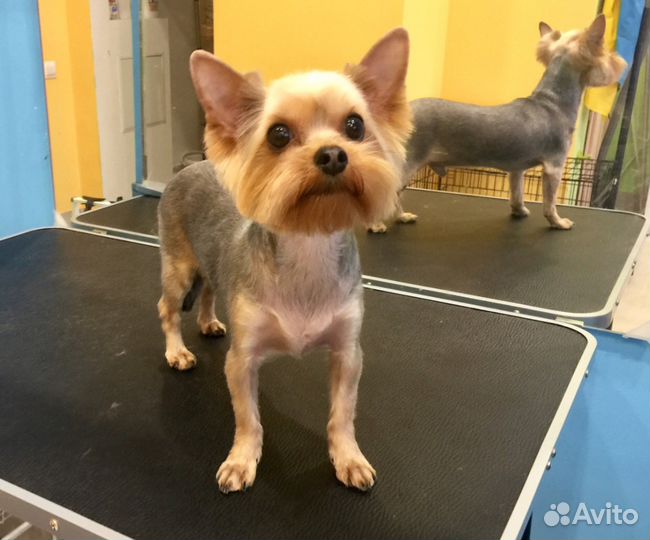 Ищем моделей для стрижки